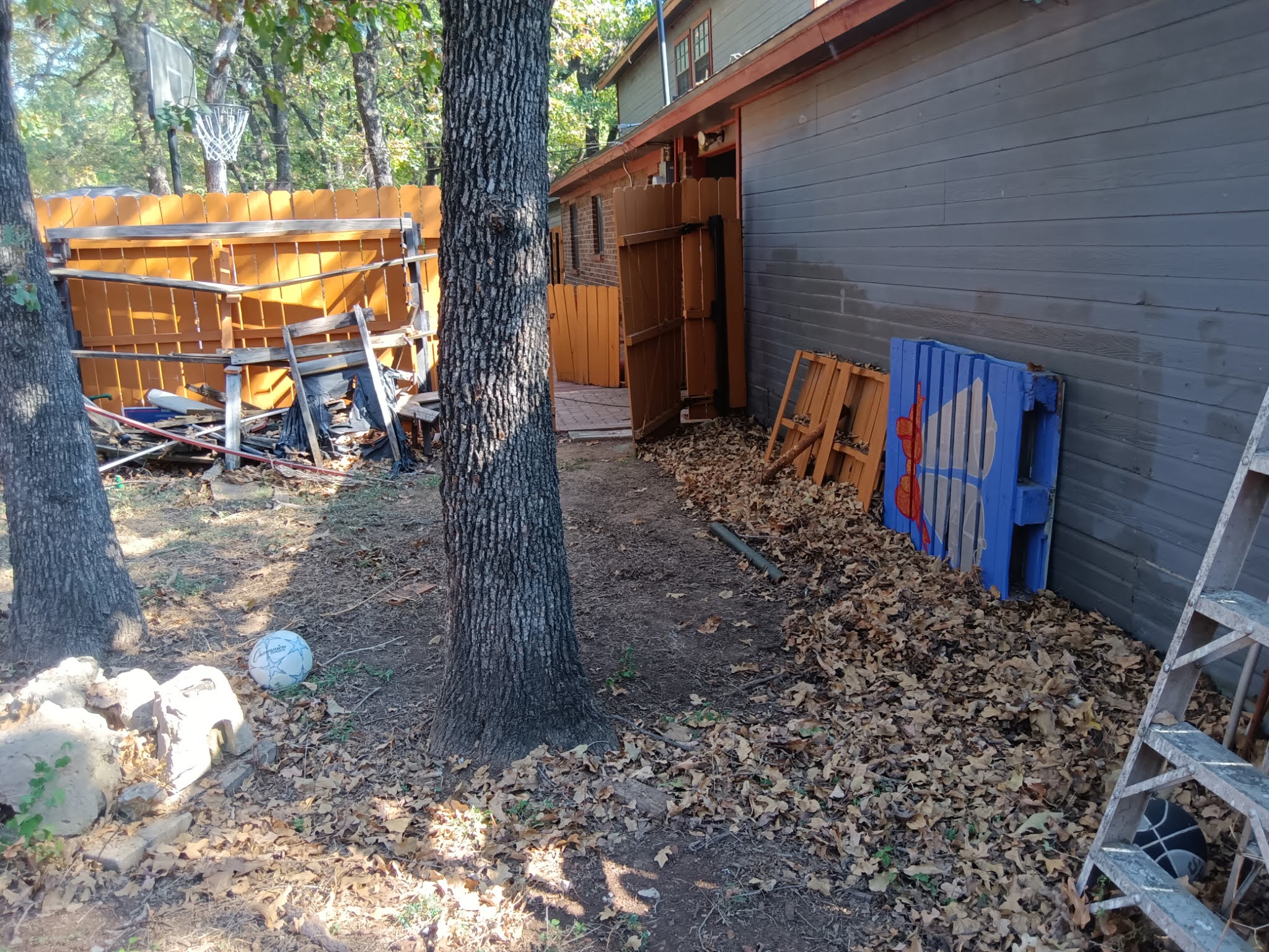 Shrubs before trimming