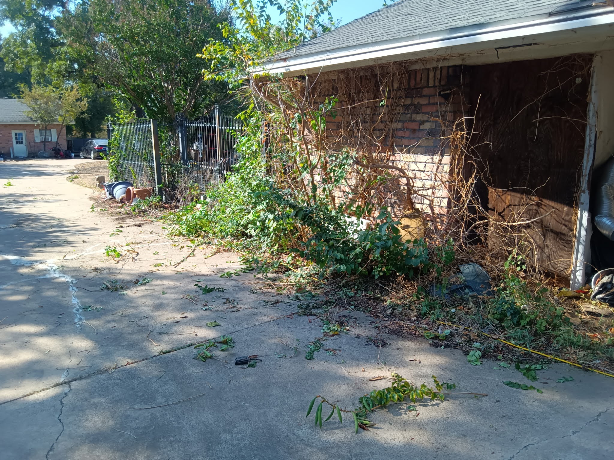 Tree canopy before thinning